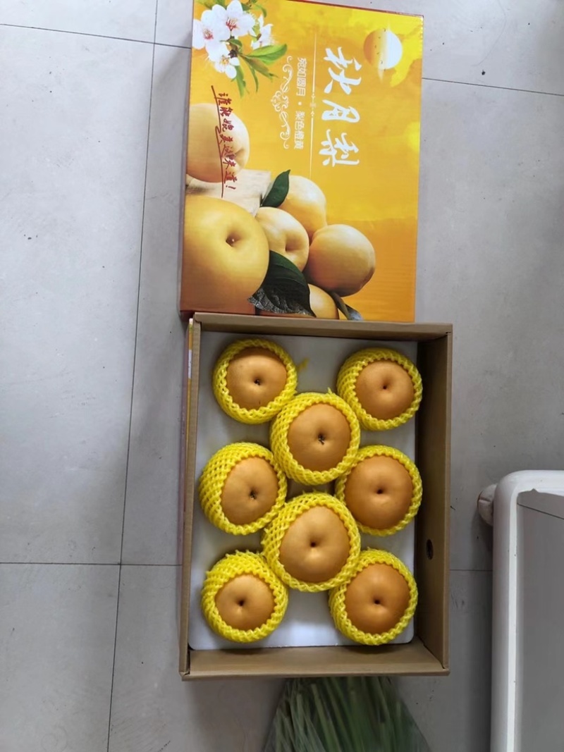胶东半岛秋月梨大量上市中