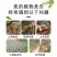 微生物菌剂鱼蛋白菌液有机水溶肥冲施肥绿叶生根增产防病