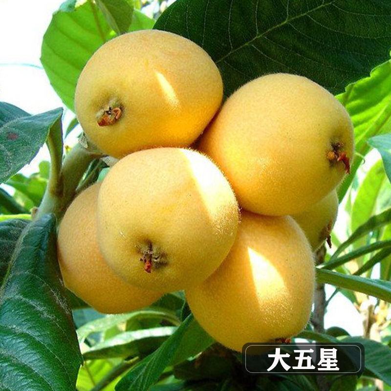 大五星枇杷树苗枇杷苗现挖现发包邮包成活可签合同基地一手苗