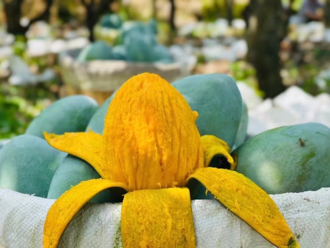 芒果果实特写