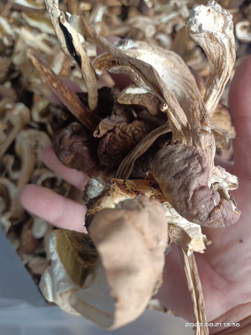 牛肝菌
