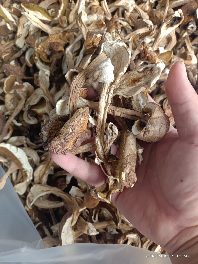 牛肝菌