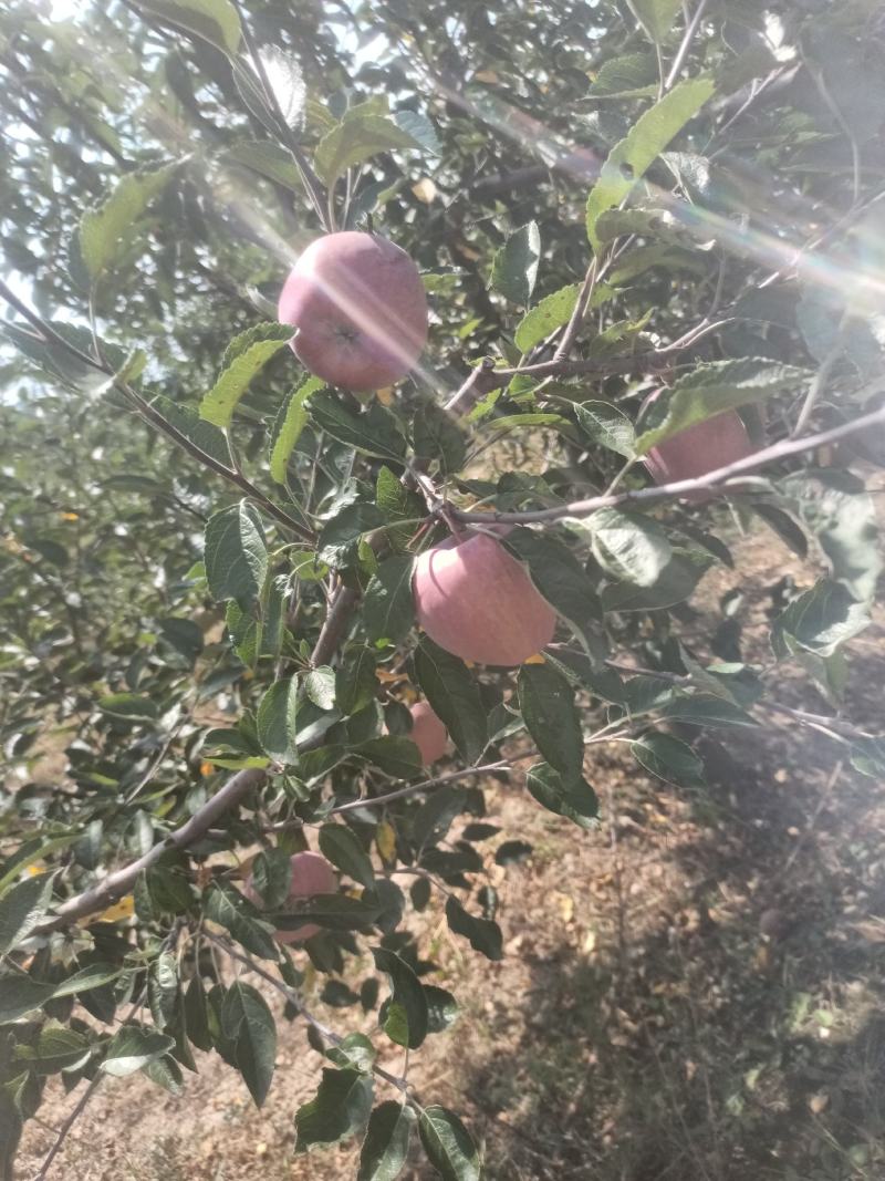 甘肃礼县花牛苹果以上市，欢迎各地客商前来咨询，收购