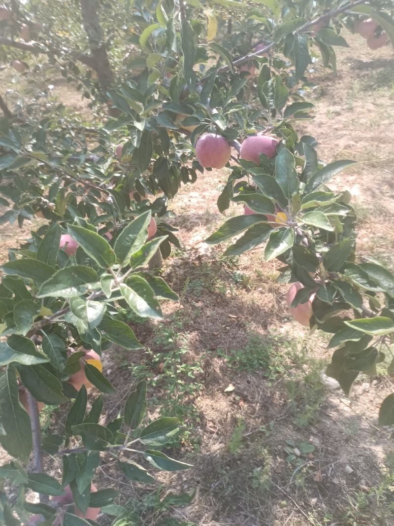 甘肃礼县花牛苹果以上市，欢迎各地客商前来咨询，收购