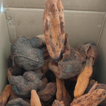 中药材续阳草顶天柱新货续阳草包邮