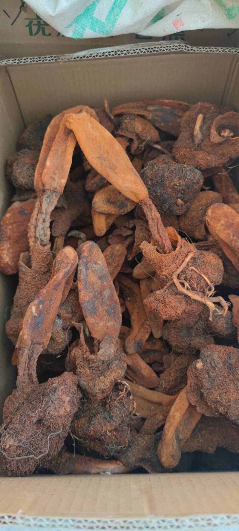 中药材续阳草顶天柱新货续阳草包邮