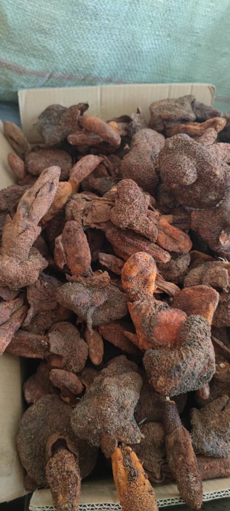 中药材续阳草顶天柱新货续阳草包邮