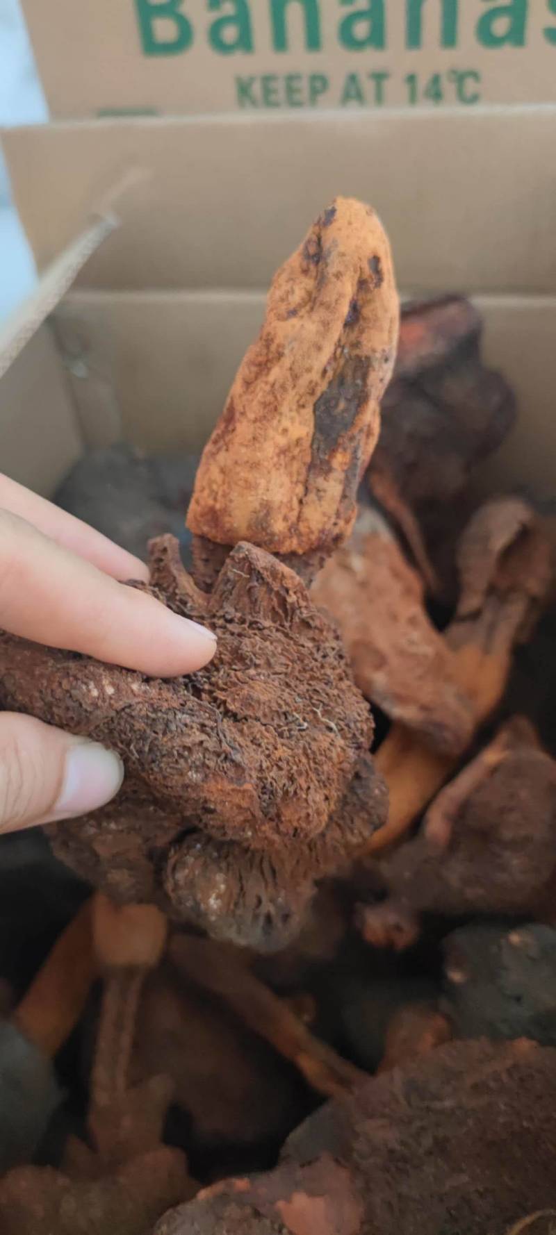 中药材续阳草顶天柱新货续阳草包邮
