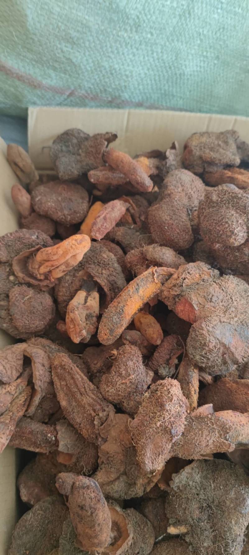 中药材续阳草顶天柱新货续阳草包邮