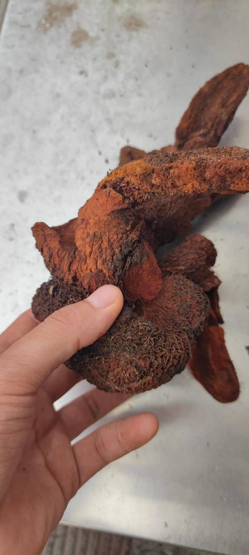 中药材续阳草顶天柱新货续阳草包邮