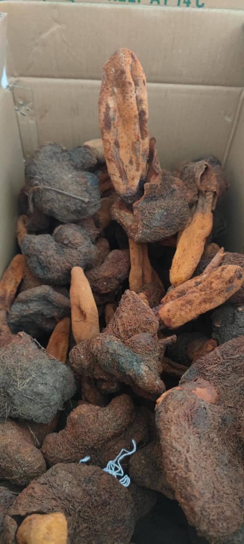 中药材续阳草顶天柱新货续阳草包邮
