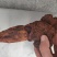 中药材续阳草顶天柱新货续阳草包邮
