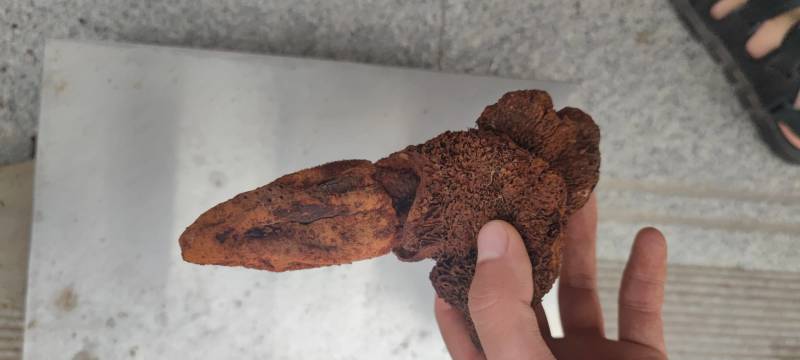 中药材续阳草顶天柱新货续阳草包邮