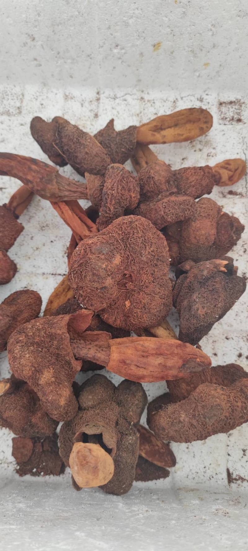 中药材续阳草顶天柱新货续阳草包邮
