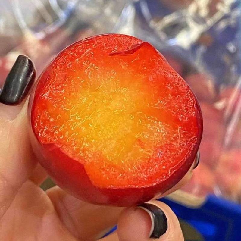 樱桃李子树苗小果樱桃型红皮红肉六月初成熟嫁接苗结果早