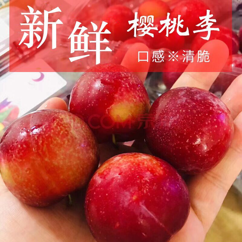樱桃李子树苗小果樱桃型红皮红肉六月初成熟嫁接苗结果早