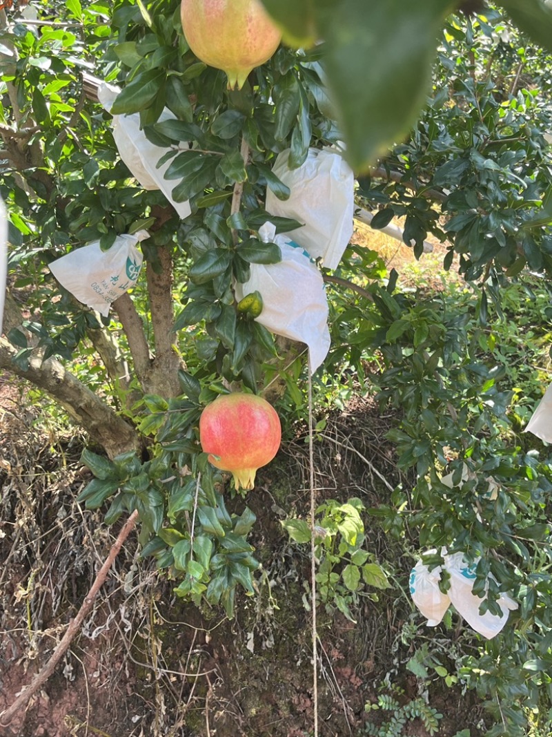 会理突尼斯软籽石榴小彩果大量上市！欢迎各种渠道对接