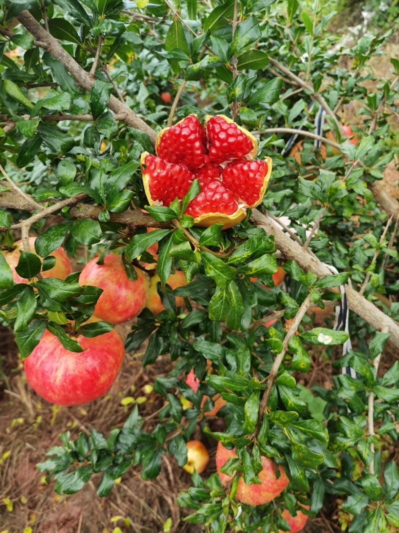 会理突尼斯软籽石榴小彩果大量上市！欢迎各种渠道对接