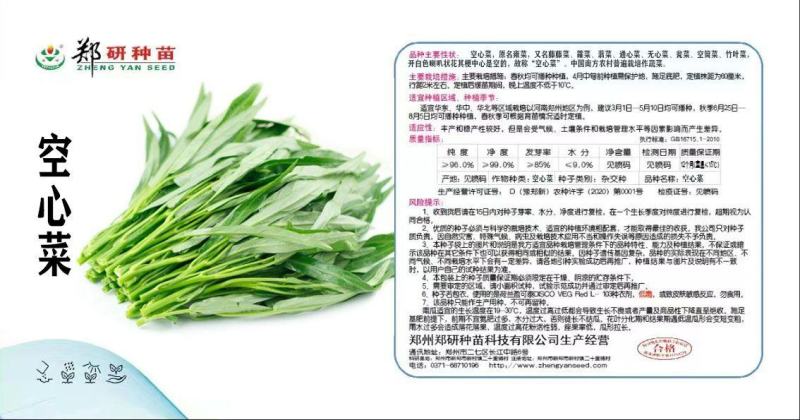 空心菜种子泰国柳绿空心菜种子一斤装