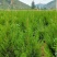 1.5蜀侩，2米蜀侩，2.5米蜀侩山西运城