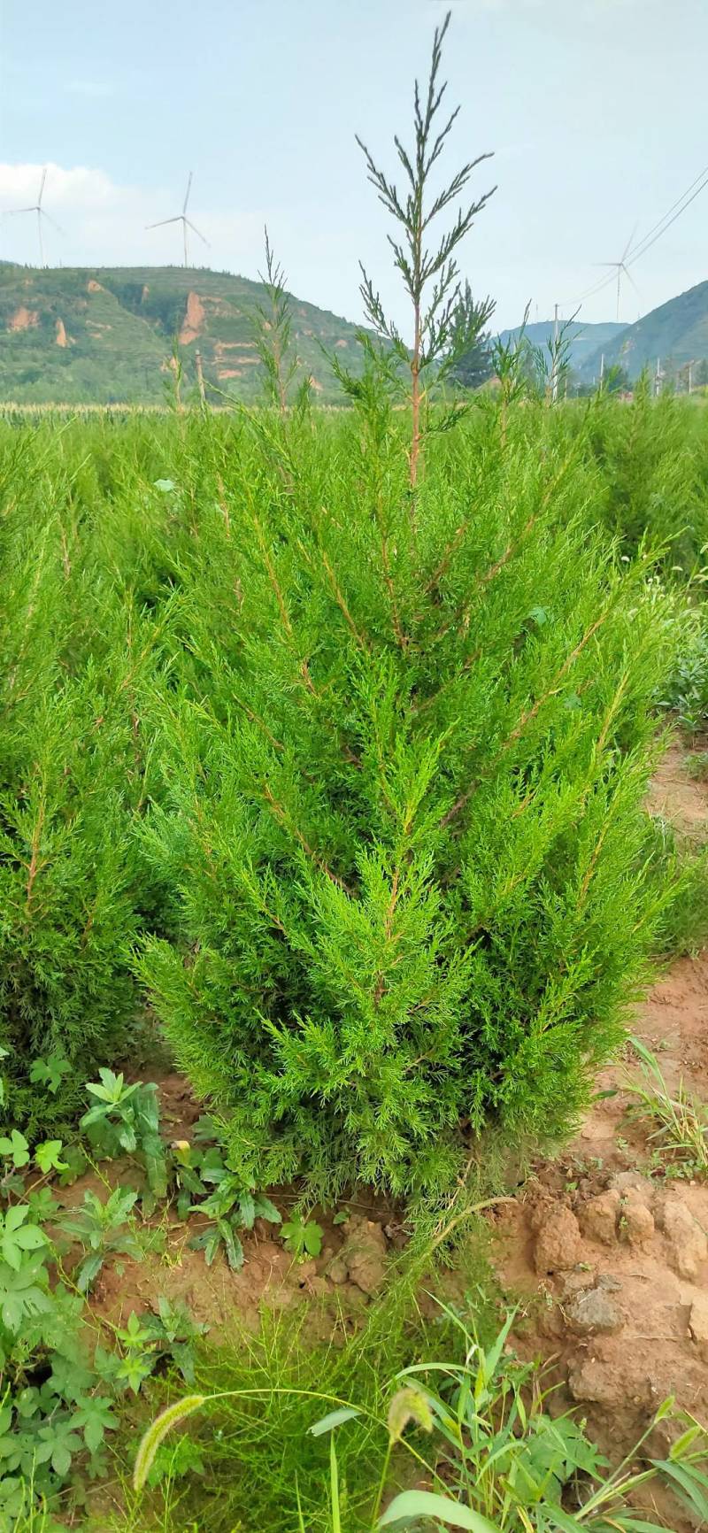 1.5蜀侩，2米蜀侩，2.5米蜀侩山西运城