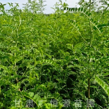 砂生槐树苗基地50万株砂生槐苗西藏品种