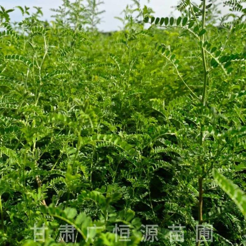 砂生槐树苗基地50万株砂生槐苗西藏品种