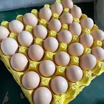 鸡蛋草鸡蛋