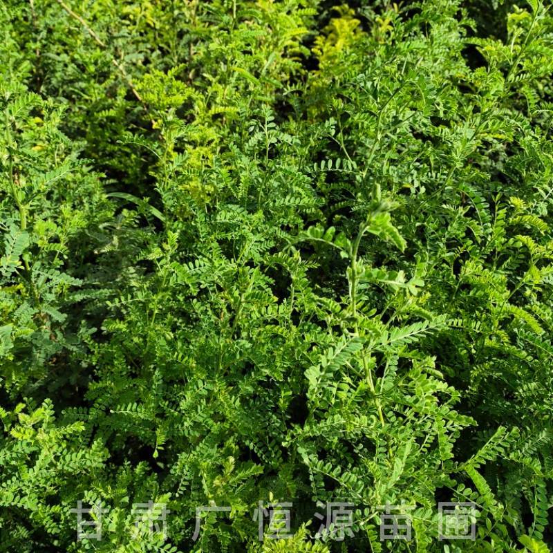 砂生槐树苗基地50万株砂生槐苗西藏品种