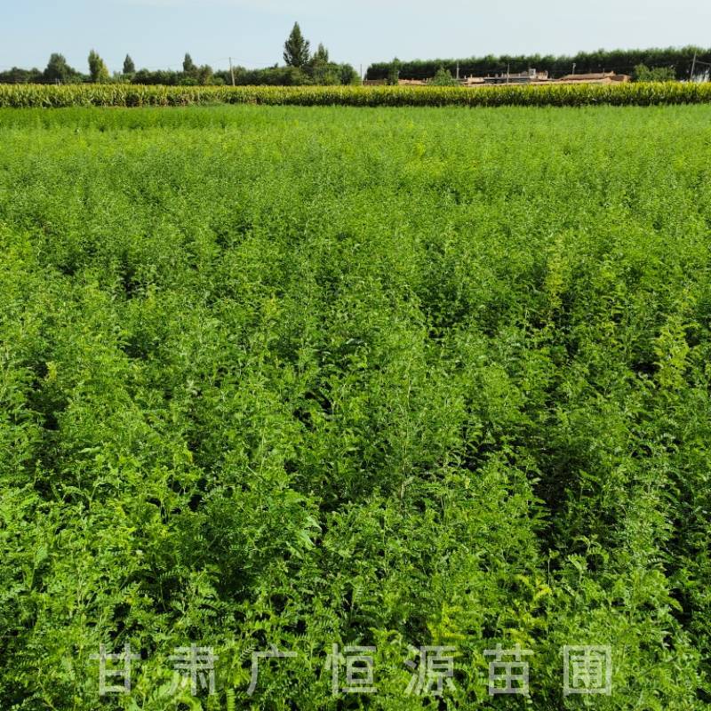 砂生槐树苗基地50万株砂生槐苗西藏品种