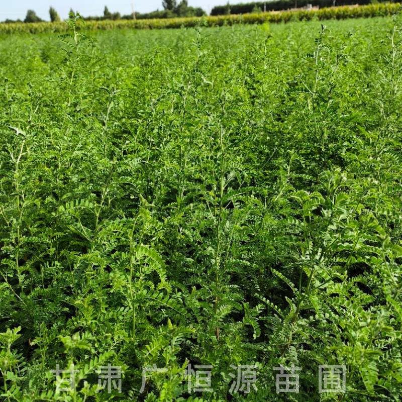 砂生槐树苗基地50万株砂生槐苗西藏品种