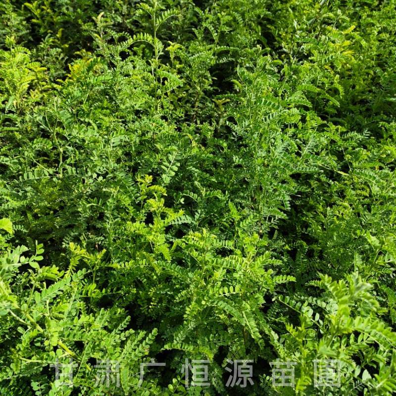 砂生槐树苗基地50万株砂生槐苗西藏品种