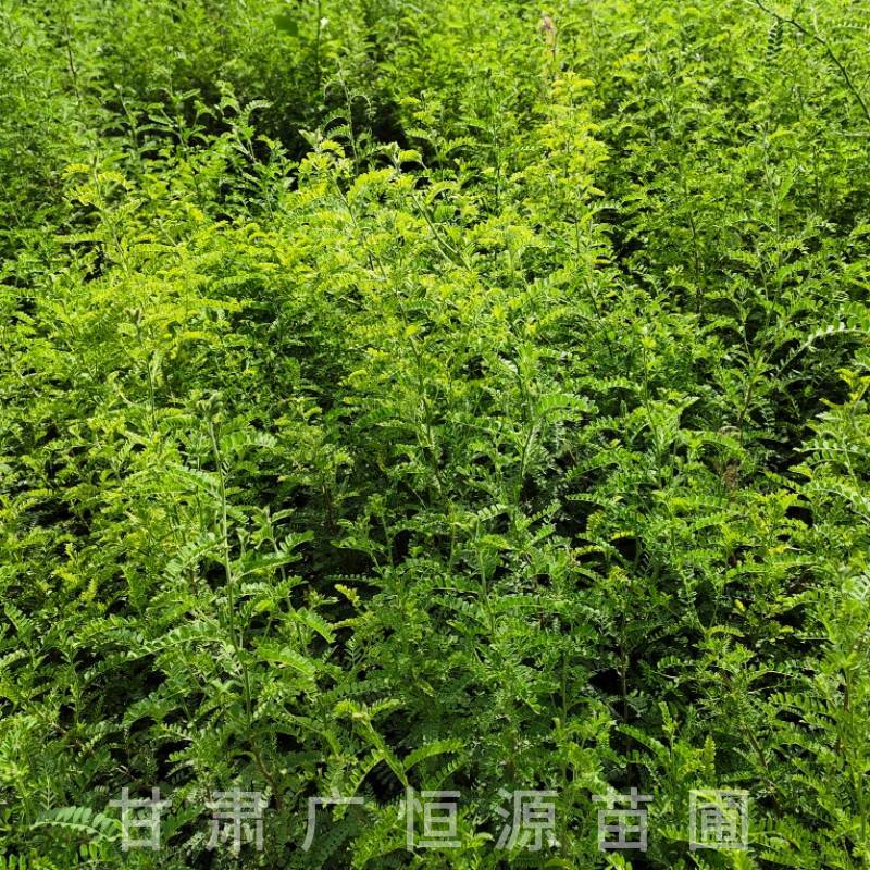 砂生槐树苗基地50万株砂生槐苗西藏品种