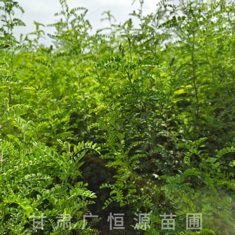 砂生槐树苗基地50万株砂生槐苗西藏品种