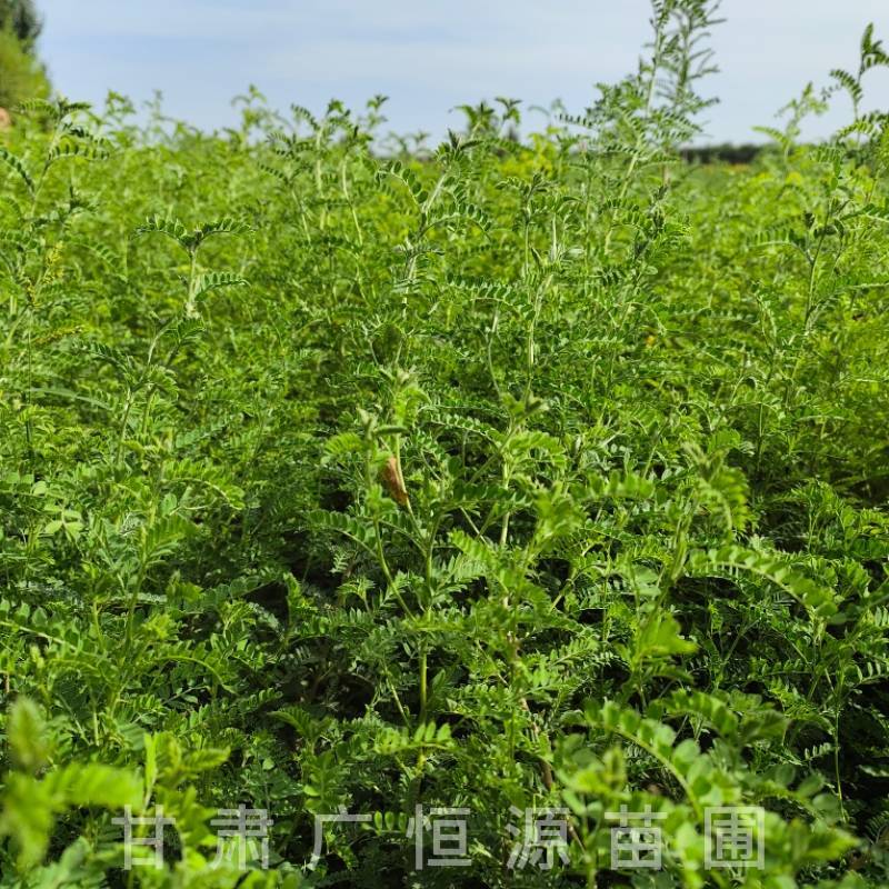 砂生槐树苗基地50万株砂生槐苗西藏品种