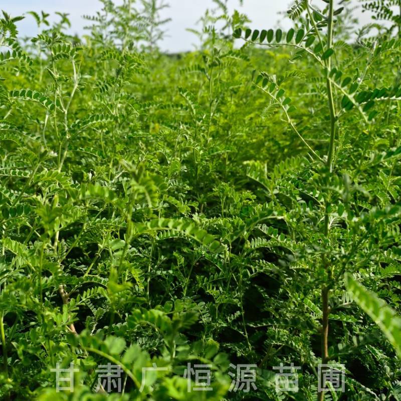 砂生槐树苗基地50万株砂生槐苗西藏品种