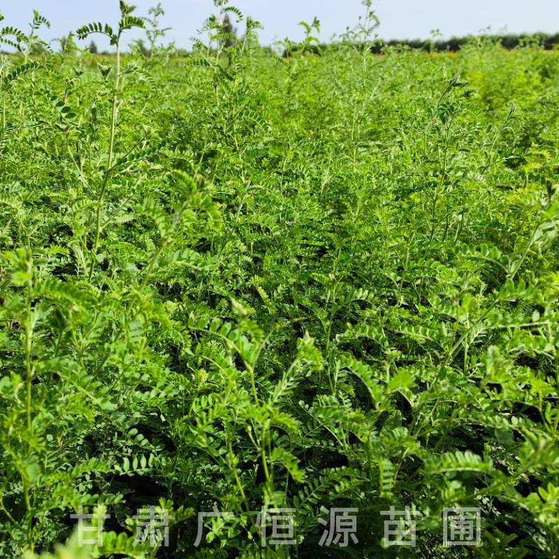 砂生槐树苗基地50万株砂生槐苗西藏品种