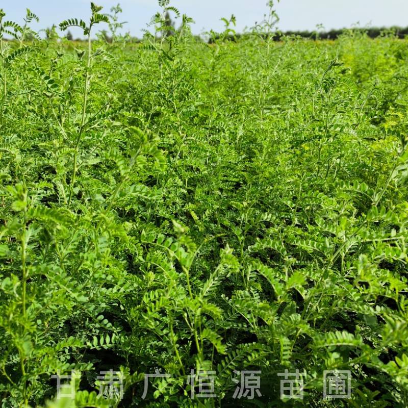 砂生槐树苗基地50万株砂生槐苗西藏品种