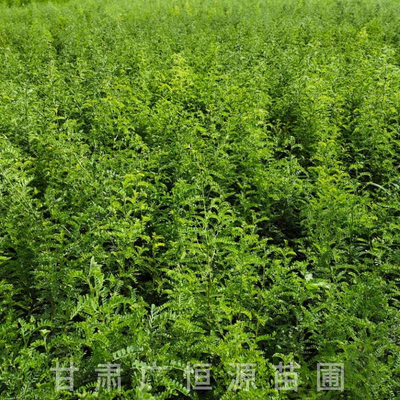 砂生槐树苗基地50万株砂生槐苗西藏品种