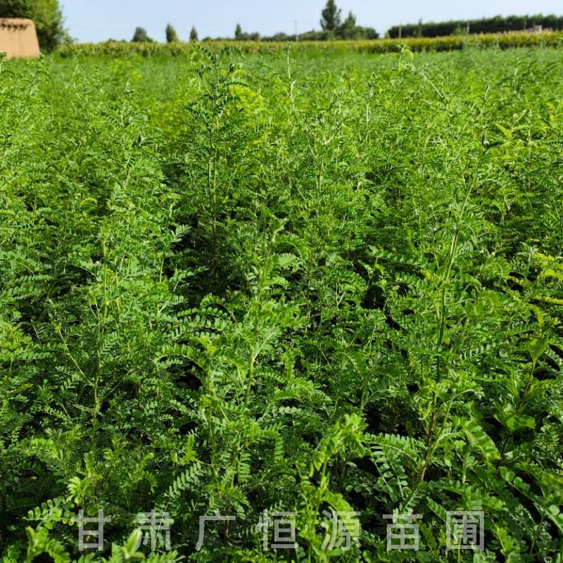 砂生槐树苗基地50万株砂生槐苗西藏品种