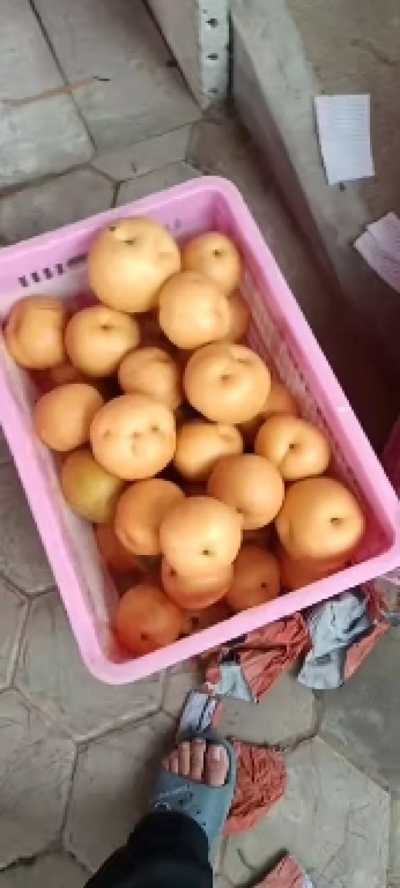 秋月梨，丰水梨山东聊城冠县水果基地上市了