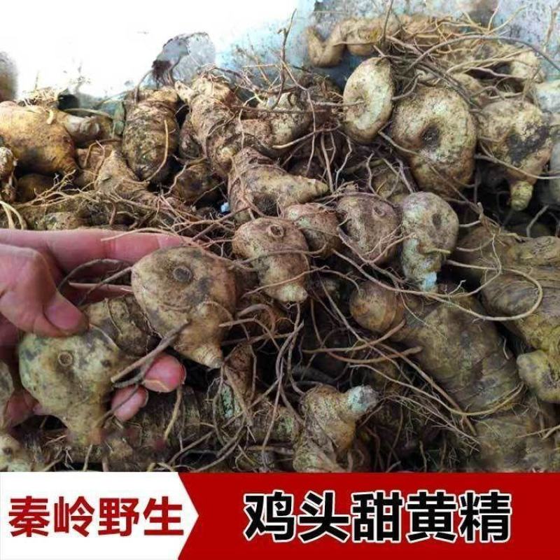 黄精新鲜黄精老虎姜纯野生黄精野生鸡头黄精滋补品泡酒
