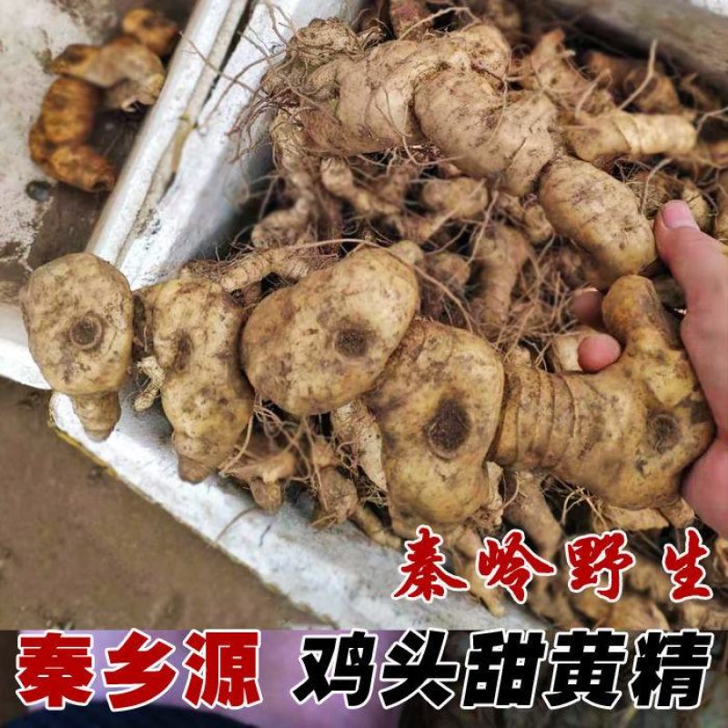 黄精新鲜黄精老虎姜纯野生黄精野生鸡头黄精滋补品泡酒