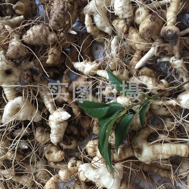 黄精新鲜黄精老虎姜纯野生黄精野生鸡头黄精滋补品泡酒