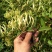 微生物菌剂金银花专用提高干花药效增产降低病害效期久