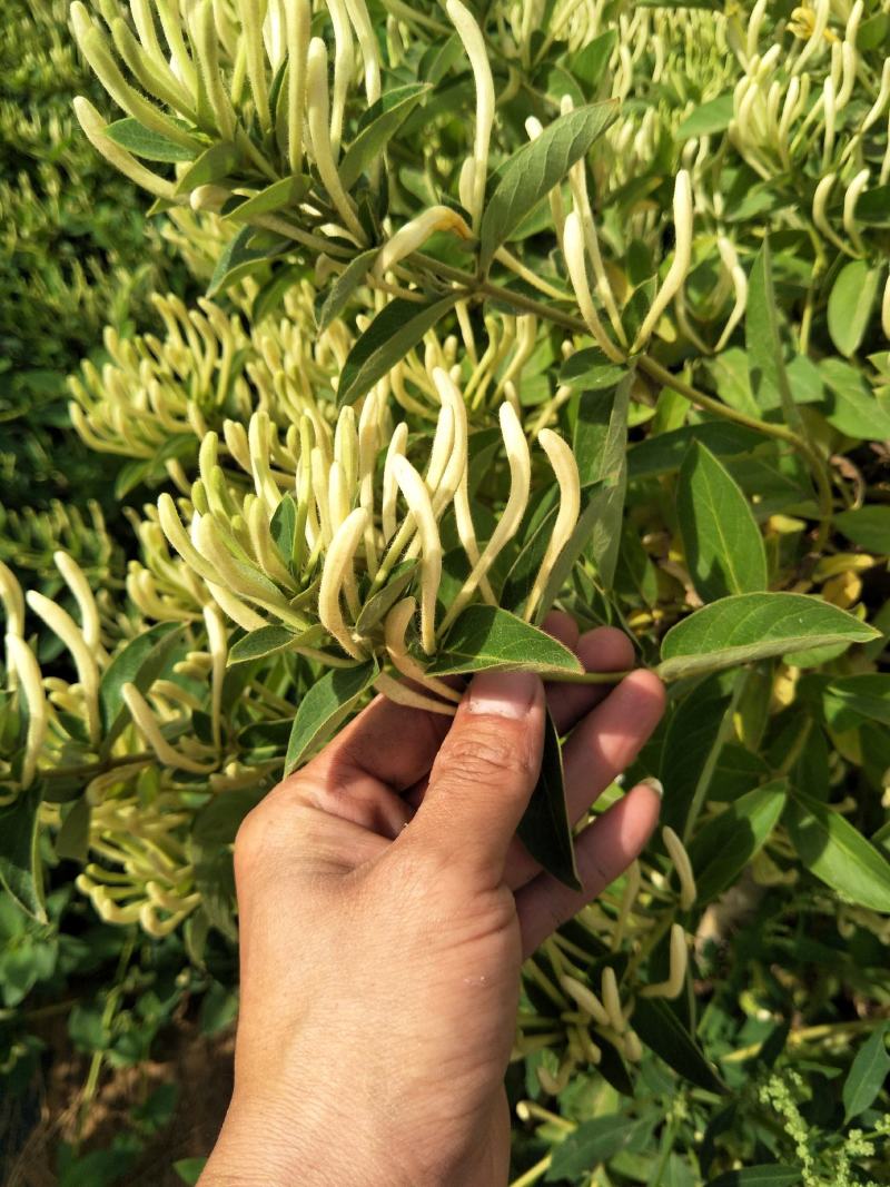 微生物菌剂金银花专用提高干花药效增产降低病害效期久