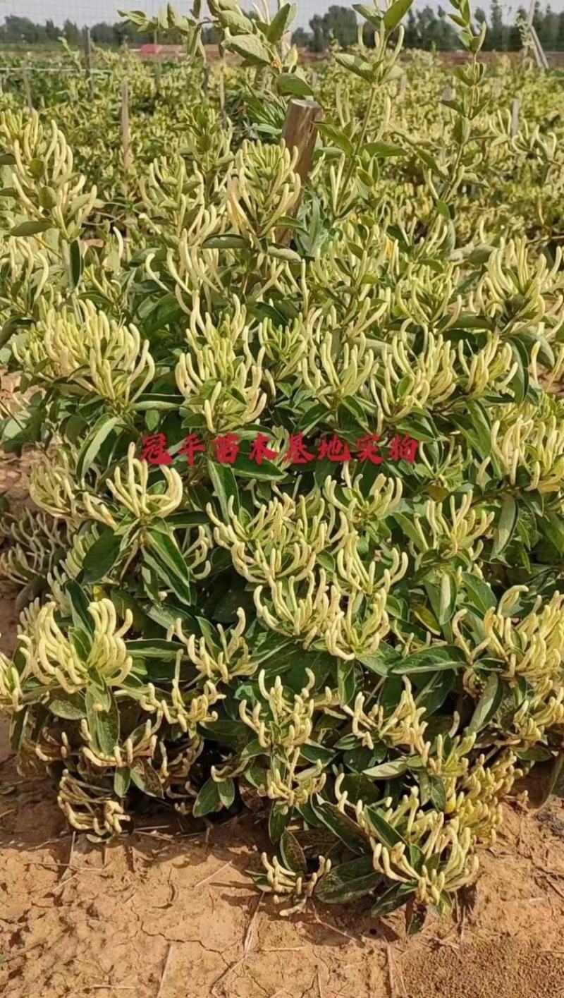 微生物菌剂金银花专用提高干花药效增产降低病害效期久