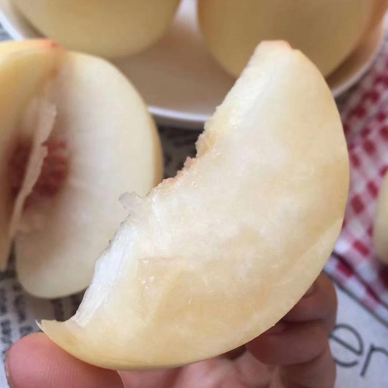 白玉桃树苗单果七两口感清甜嫁接苗结果早品种纯真