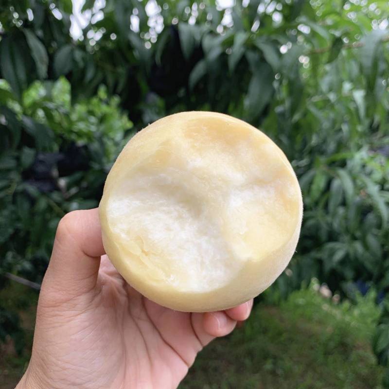白玉桃树苗单果七两口感清甜嫁接苗结果早品种纯真