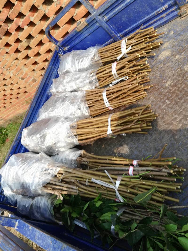 白玉桃树苗单果七两口感清甜嫁接苗结果早品种纯真